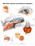 The Eye: Anterior and Posterior Chambers Anatomical Chart